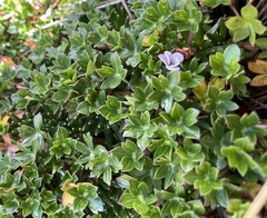 Geranium sibbaldioides sibbaldioides