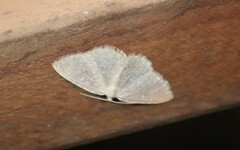 Cabera exanthemata