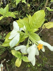 Mussaenda philippica