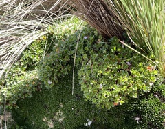 Geranium sibbaldioides sibbaldioides