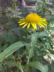 Pentanema britannica