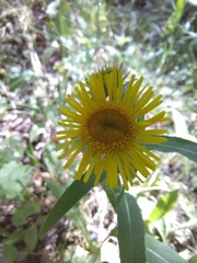 Pentanema britannica