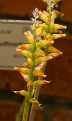Lachenalia arbuthnotiae