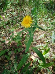 Pentanema britannica