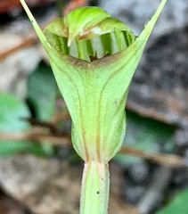 Pterostylis concinna