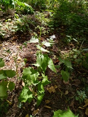 Chenopodiastrum hybridum