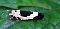 Morophaga bucephala