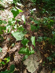 Chenopodiastrum hybridum