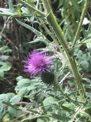 Cirsium vulgare