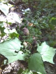 Chenopodiastrum hybridum