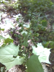 Chenopodiastrum hybridum