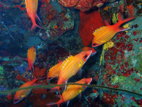 Photo of Longjaw squirrelfish (Neoniphon marianus)