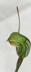 Pterostylis concinna