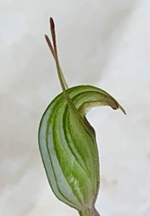 Pterostylis concinna