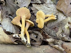 Parvocantharellus