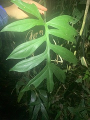 Philodendron distantilobum