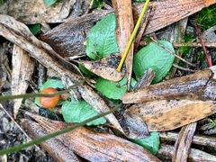 Pterostylis concinna