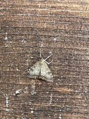 Udea inquinatalis