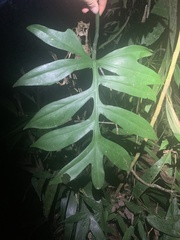 Philodendron distantilobum