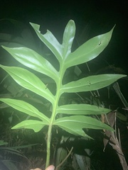 Philodendron distantilobum