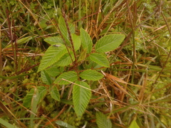 Rubus megalococcus