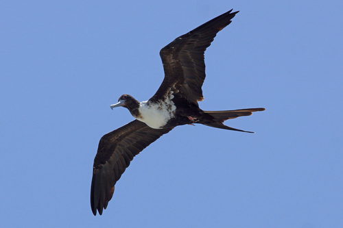 Lesser Frigatebird