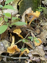Parvocantharellus