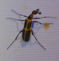 Pyrota obliquefascia