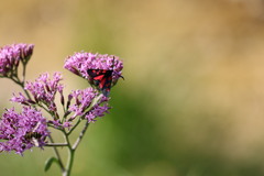 Zygaena angelicae