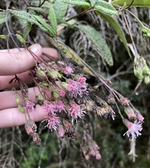 Aristeguietia glutinosa