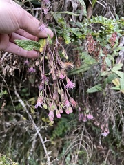 Aristeguietia glutinosa