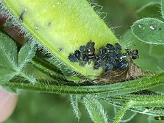 Aphis cytisorum sarothamni