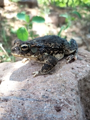 Incilius mazatlanensis