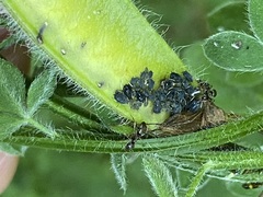 Aphis cytisorum sarothamni