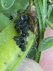 Aphis cytisorum sarothamni