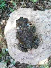 Incilius mazatlanensis