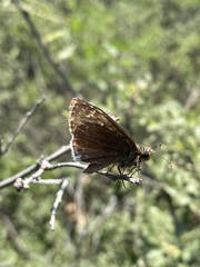 Erynnis tristis tatius