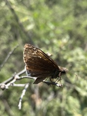 Erynnis tristis tatius