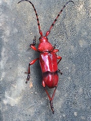 Dicelosternus corallinus