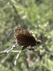Erynnis tristis tatius