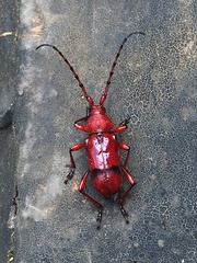 Dicelosternus corallinus