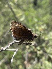 Erynnis tristis tatius