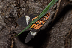 Caryatis hersilia