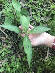 Persicaria attenuata