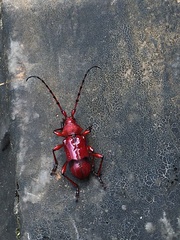 Dicelosternus corallinus