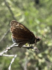 Erynnis tristis tatius