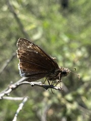 Erynnis tristis tatius
