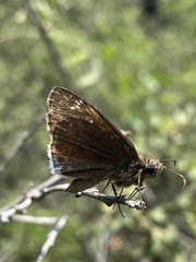 Erynnis tristis tatius