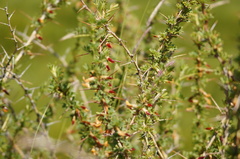 Caragana spinosa
