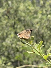 Erynnis tristis tatius